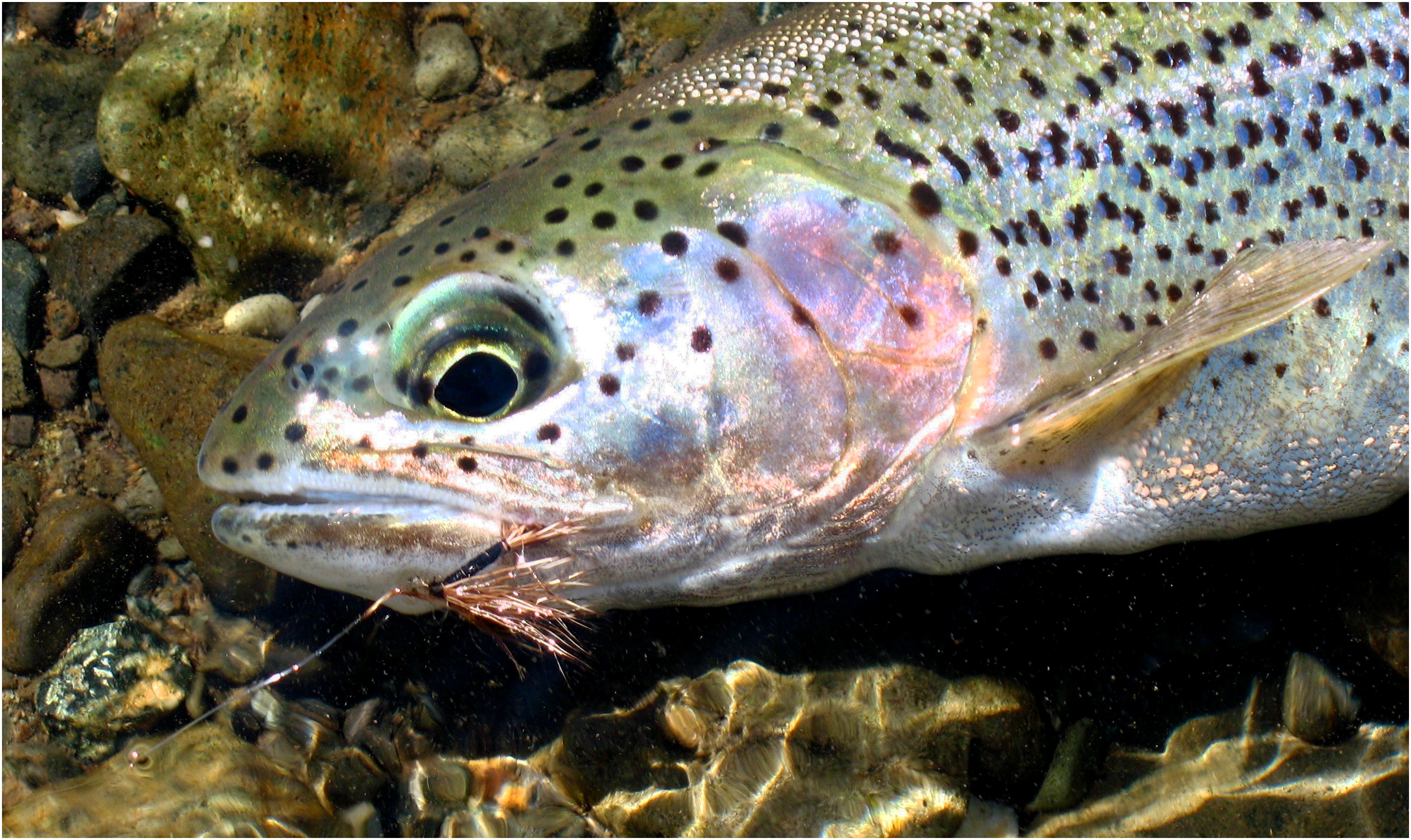 Angling Instinct: Article by Jim Wright | Tenkara Angler