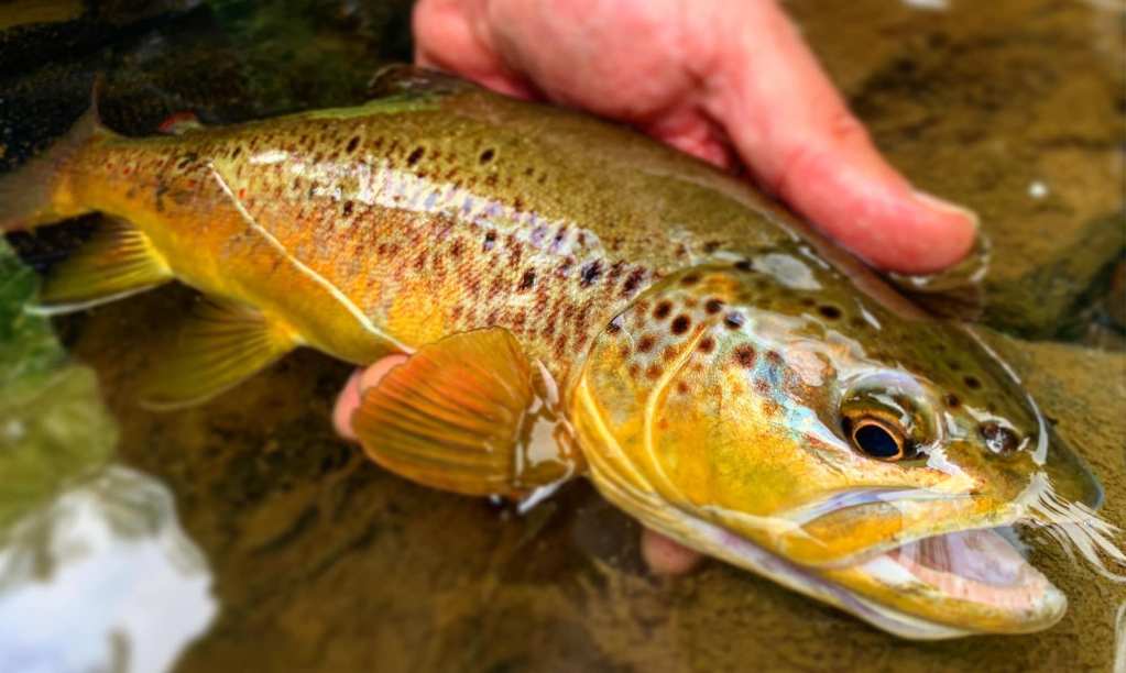 Thinking About Flat-Water Nymph Fishing | Tenkara Angler